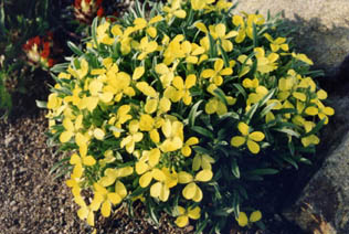 Erysimum jugicola